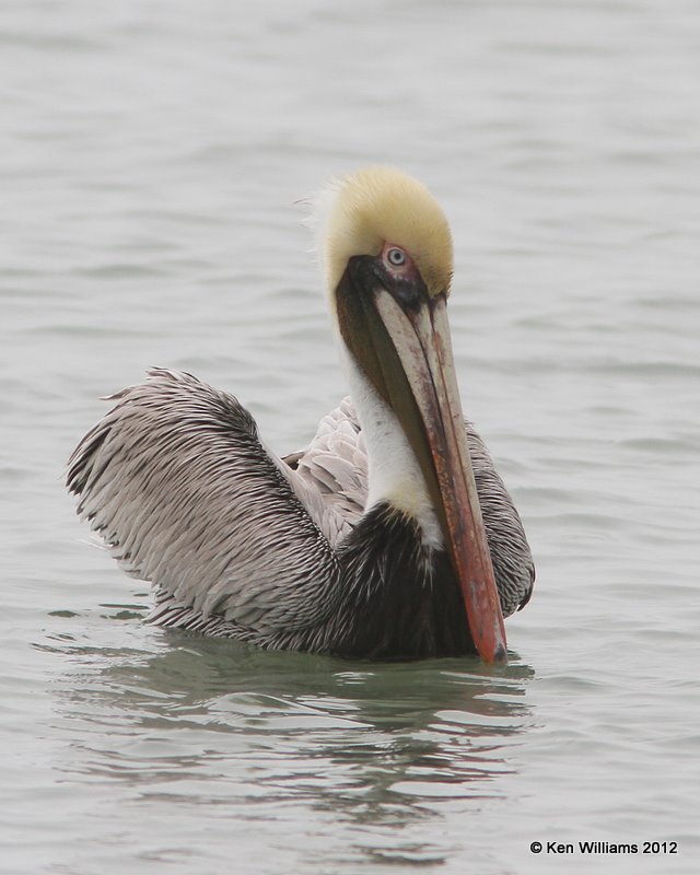Brown Pelican, S. Padre Island, 1-23-12, Ja_2901.jpg