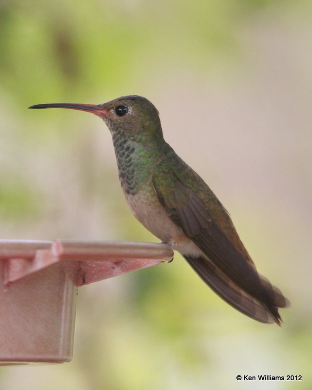 Buff-bellied Hummingbird, Frontera, TX, 1-19-12, Ja_0073.jpg