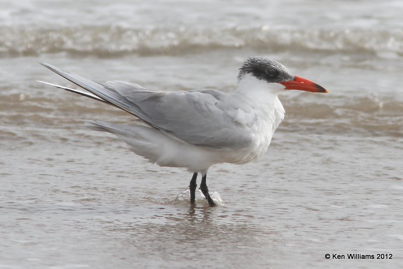 Caspian Tern nonbreeding, Boco Chica beach, TX, 1-22-12, Ja_1737.jpg