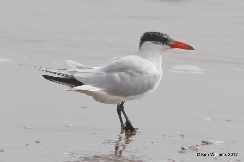 Caspian Tern nonbreeding, Boco Chica beach, TX, 1-22-12, Ja_1843.jpg