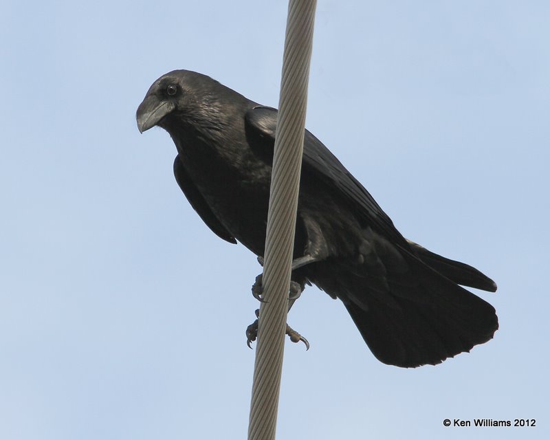 Chihuahuan Raven, Brownsville, TX, 1-22-12, Ja_1594.jpg