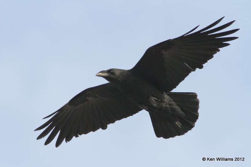 Chihuahuan Raven, Brownsville, TX, 1-22-12, Ja_1596.jpg