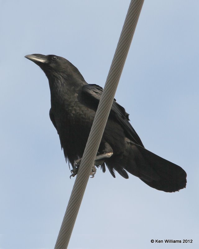 Chihuahuan Raven, Brownsville, TX, 1-22-12, Ja_1601.jpg