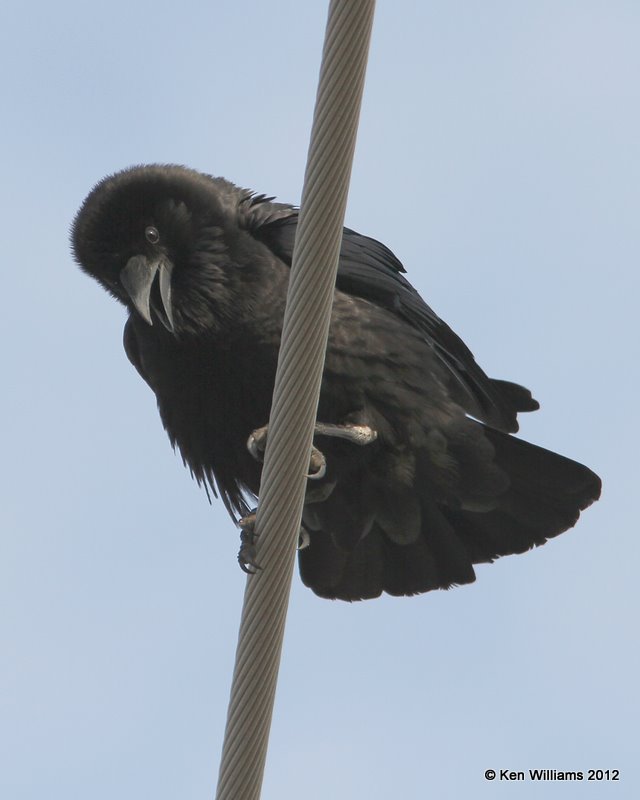 Chihuahuan Raven, Brownsville, TX, 1-22-12, Ja_1605.jpg