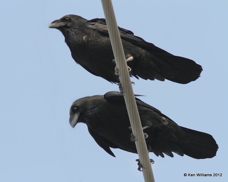 Chihuahuan Ravens, Brownsville, TX, 1-22-12, Ja_1586.jpg