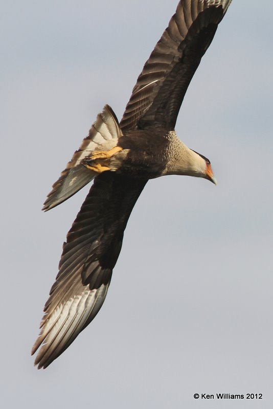 Crested Caracara, Boco Chica road, TX, 1-22-12, Ja_1646.jpg