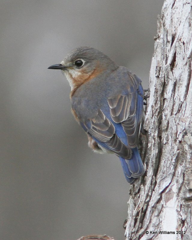 Eastern Bluebird female, Anzalduas,TX, 1-17-12, Ja 283.jpg