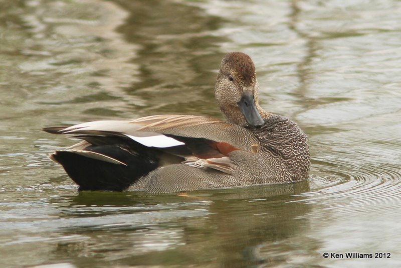 Gadwall male, Estero Llano Grande SP, TX, 1-19-12, Ja_0385.jpg