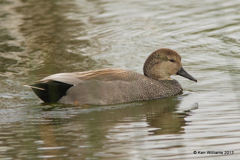 Gadwall male, Estero Llano Grande SP, TX, 1-19-12, Ja_0390.jpg