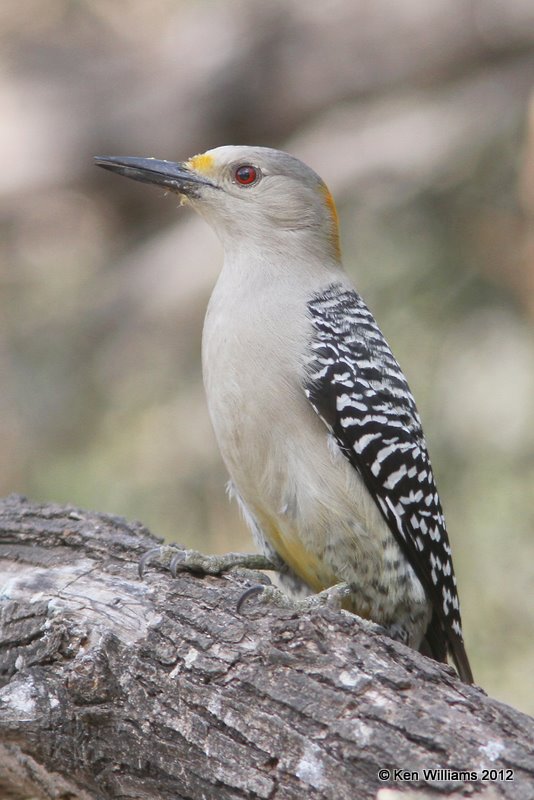 Golden-fronted Woodpecker female, Salineno, TX, 1-17-12, Ja 559.jpg