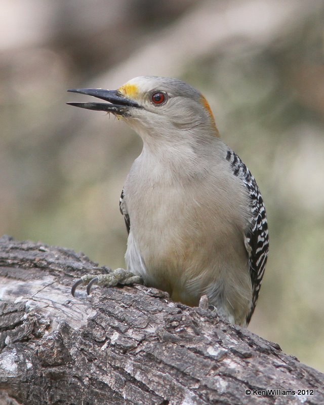 Golden-fronted Woodpecker female, Salineno, TX, 1-17-12, Ja 564.jpg