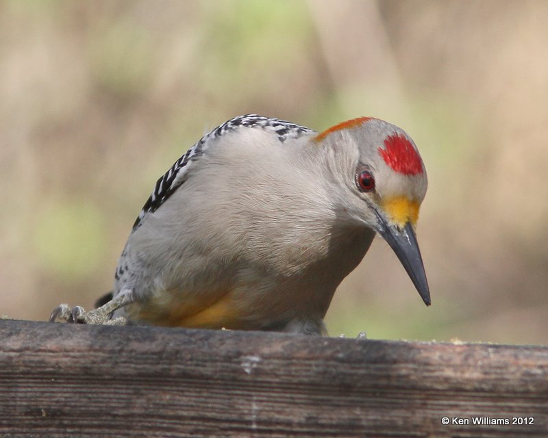 Golden-fronted Woodpecker male, Salineno, TX, 1-17-12, Ja 535.jpg