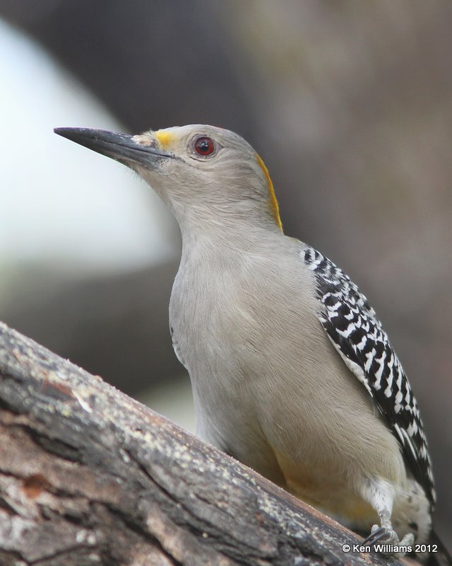 Golden-fronted Woodpecker male, Salineno, TX, 1-17-12, Ja 801.jpg