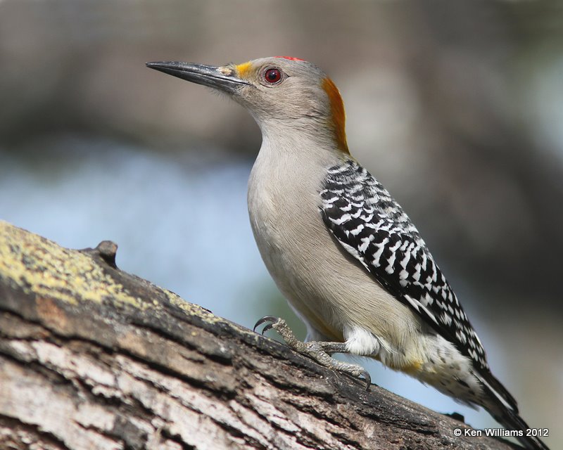 Golden-fronted Woodpecker male, Salineno, TX, 1-17-12, Ja 805.jpg