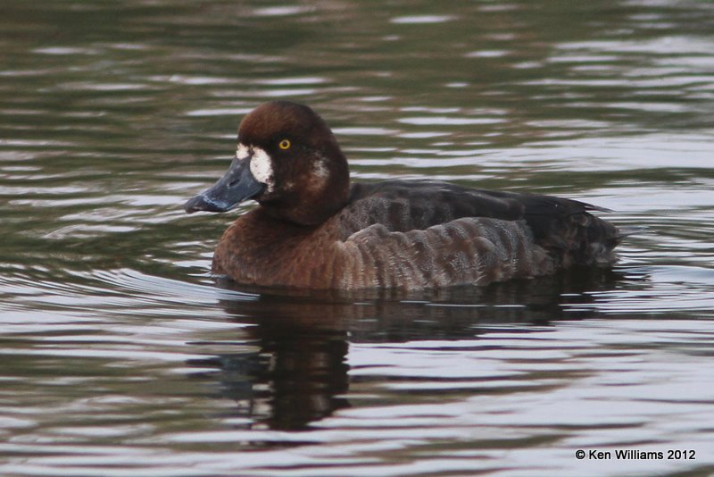 Greater Scaup nonbreeding female, South Padre Island, TX, 1-22-12, Ja_2428.jpg