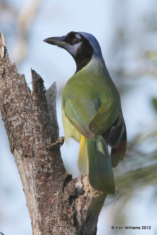 Green Jay, Zapata Library, TX, 1-17-12, Ja 161.jpg