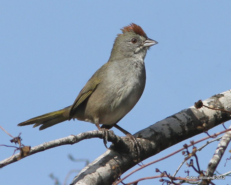 Green-Tailed Towhee, San Ygnacio, TX, 1-17-12, Ja 324.jpg