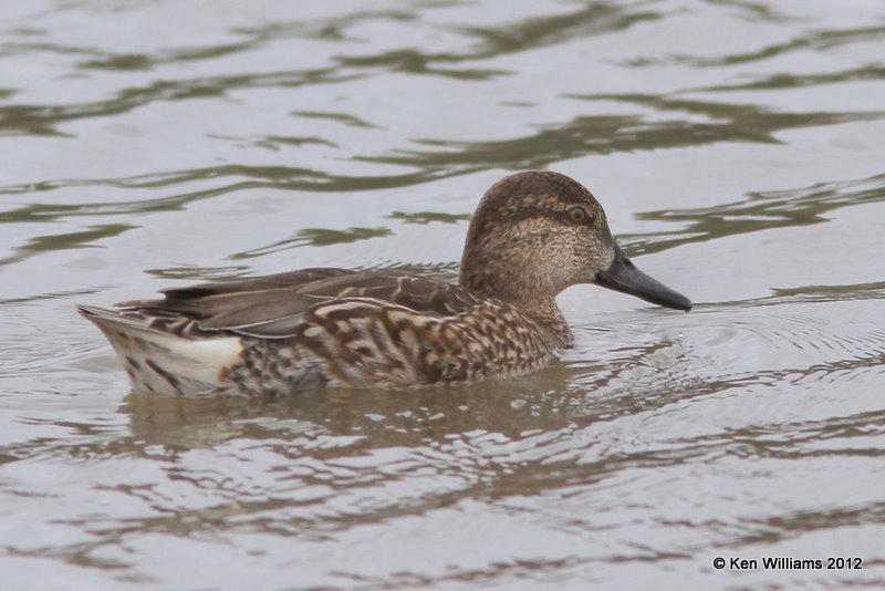 Green-winged Teal female, Estero Llano Grande SP, TX, 1-19-12, Ja_0196.jpg