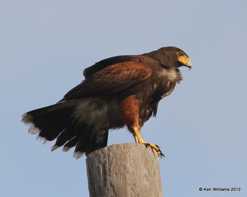 Harris's Hawk, N. of Brownsville, TX, 1-24-12, Ja_2994.jpg