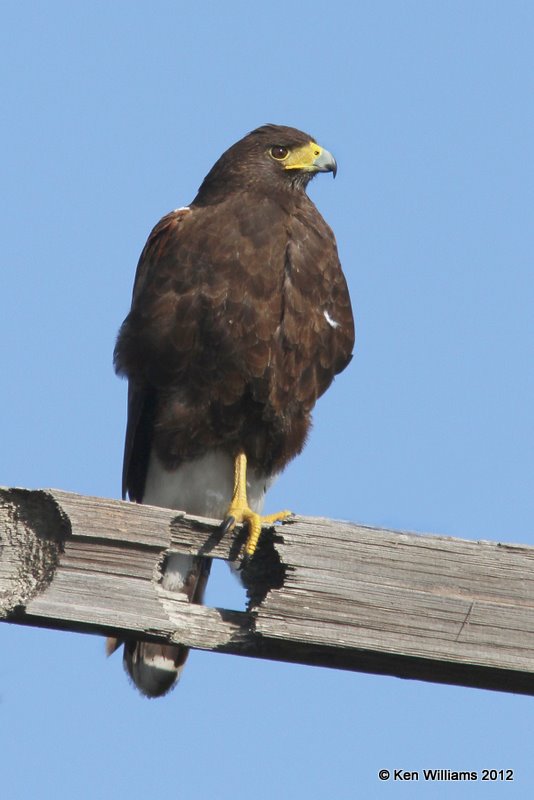 Harris's Hawk, north of Zapata, TX, 1-17-12, Ja 187.jpg