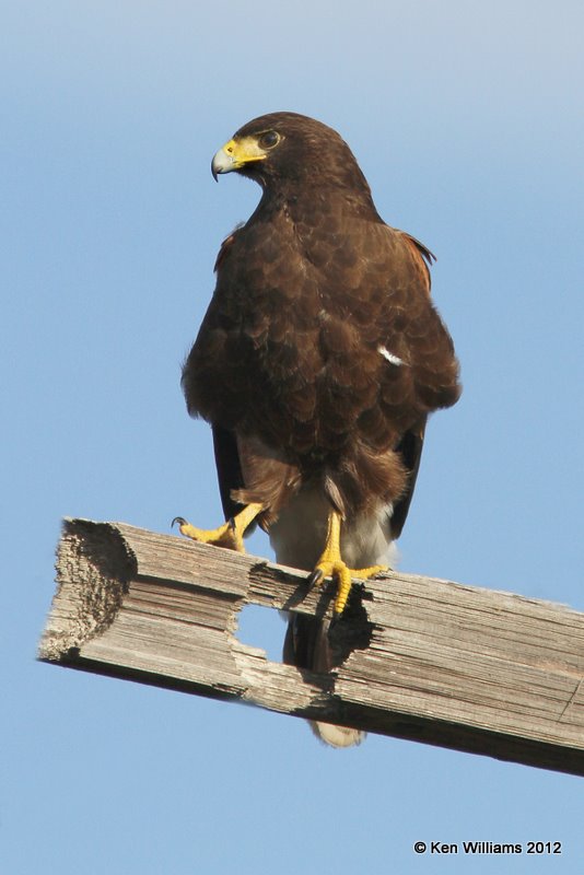 Harris's Hawk, north of Zapata, TX, 1-17-12, Ja 192.jpg