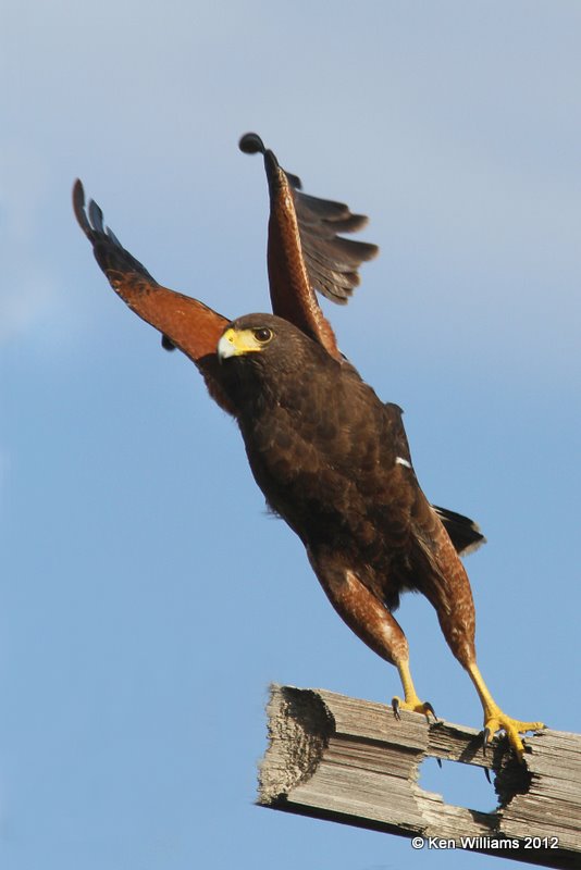 Harris's Hawk, north of Zapata, TX, 1-17-12, Ja 193.jpg