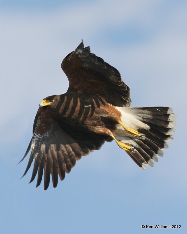 Harris's Hawk, north of Zapata, TX, 1-17-12, Ja 196.jpg
