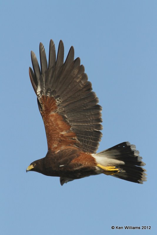 Harris's Hawk, north of Zapata, TX, 1-17-12, Ja 198.jpg