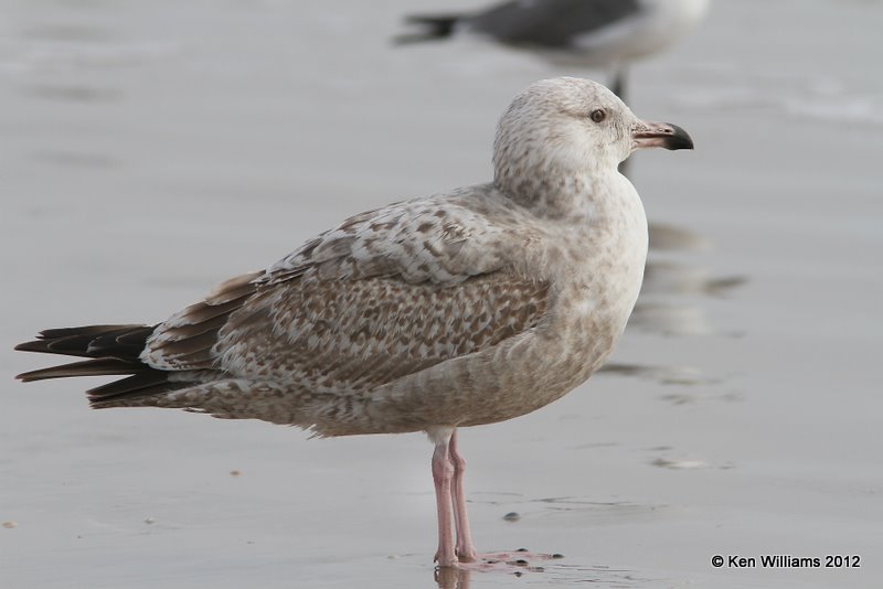 Herring Gull - 2nd cycle, Boco Chica beach, TX, 1-22-12, Ja_1809.jpg