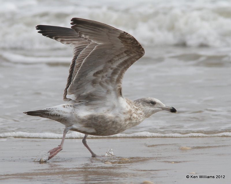 Herring Gull - 2nd cycle, Boco Chica beach, TX, 1-22-12, Ja_1831.jpg