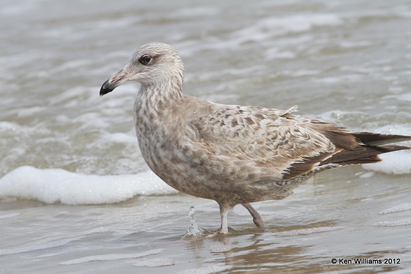 Herring Gull - 2nd cycle, Boco Chica beach, TX, 1-22-12, Ja_1840.jpg
