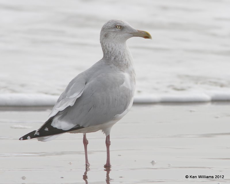 Herring Gull - nonbreeding adult, Boco Chica beach, TX, 1-22-12, Ja_1811.jpg