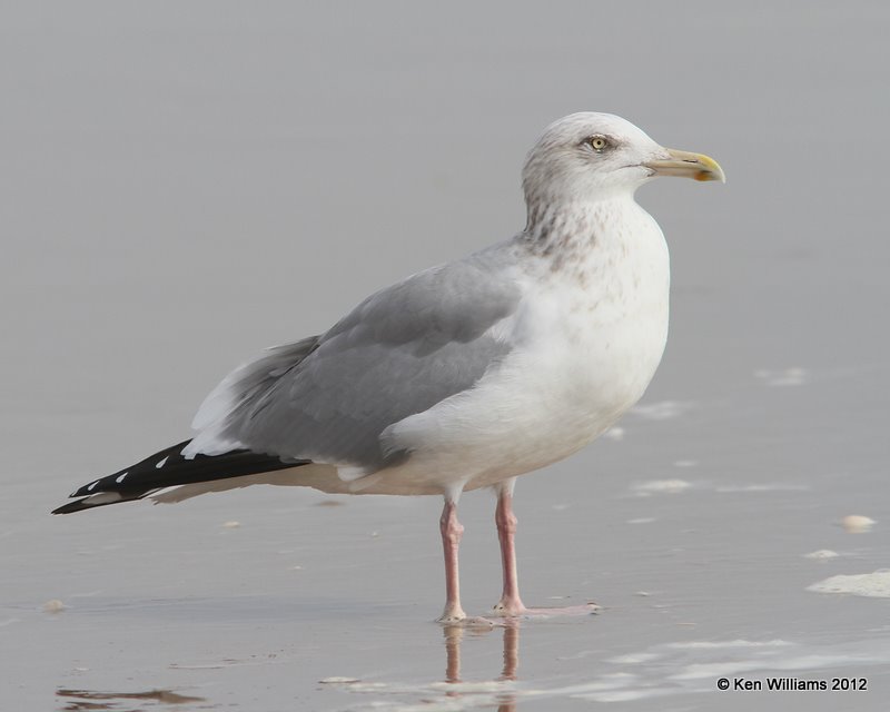 Herring Gull - nonbreeding adult, Boco Chica beach, TX, 1-22-12, Ja_1835.jpg
