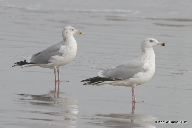 Herring Gull - nonbreeding adults, Boco Chica beach, TX, 1-22-12, Ja_1789.jpg