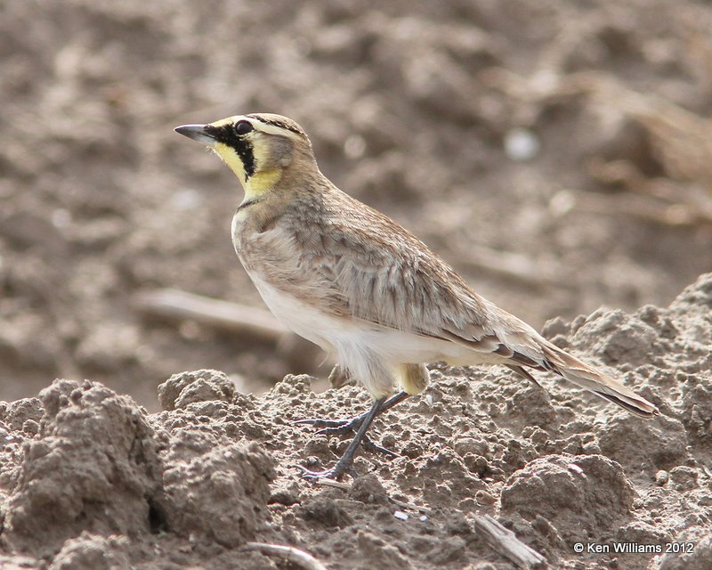 Horned Lark, N. Harlington, TX, 1-21-12, Ja_1282.jpg