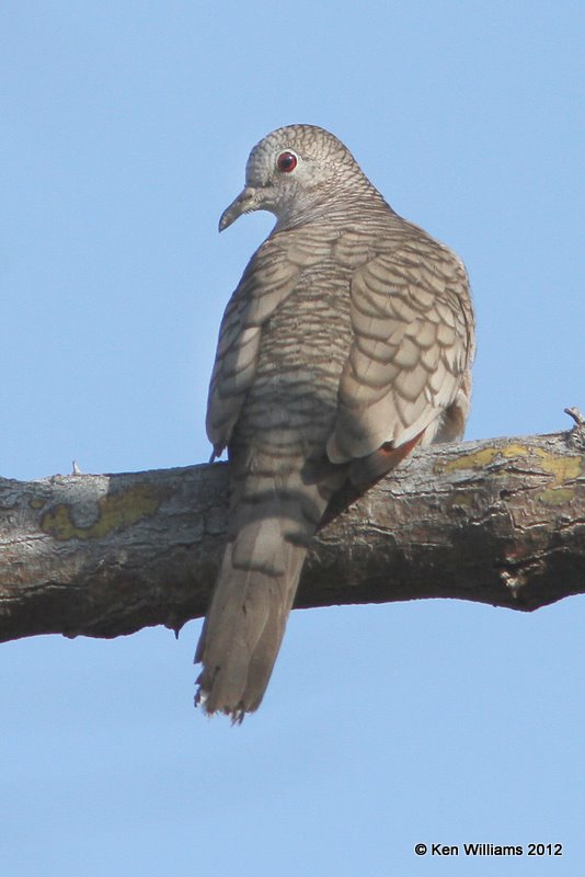 Inca Dove, San Ygnacio, TX, 1-17-12, Ja 289.jpg