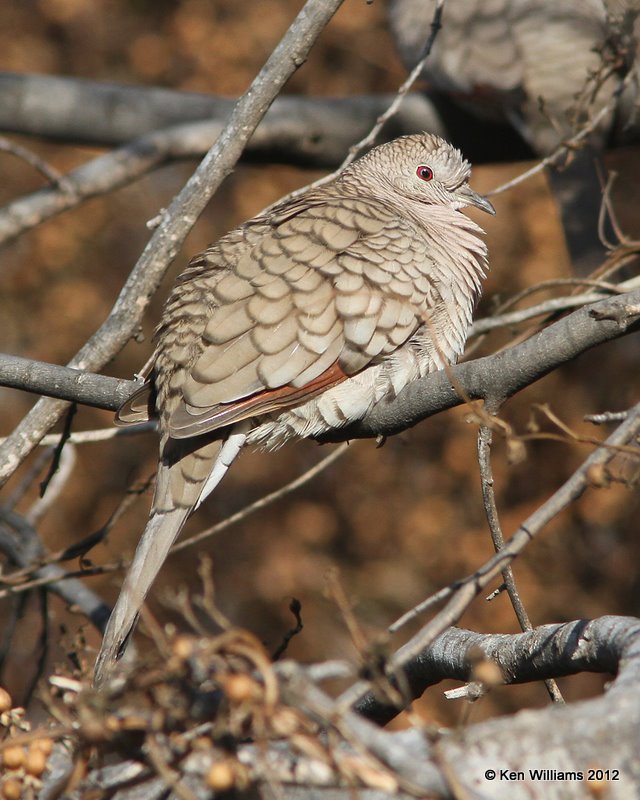 Inca Dove, San Ygnacio, TX, 1-17-12, Ja 292.jpg