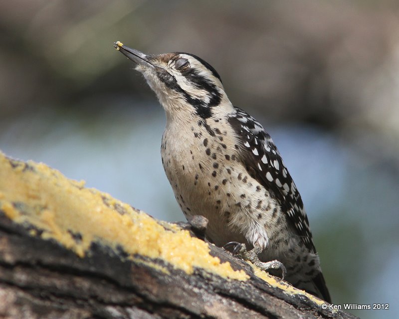 Ladder-backed Woodpecker female, Salineno, TX, 1-18-12, Ja 603.jpg