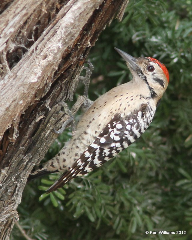 Ladder-backed Woodpecker male, Bentsen State Park, TX, 1-20-12, Ja_0833.jpg