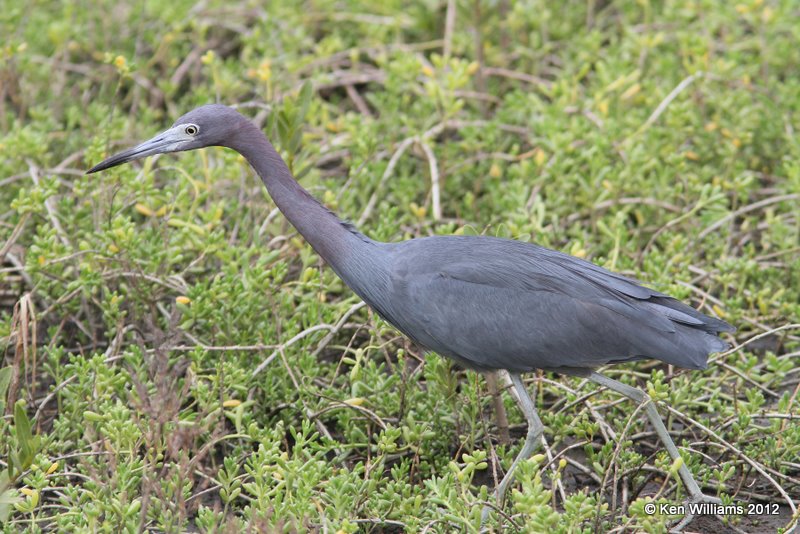 Little Blue Heron, South Padre Island, TX, 1-22-12, Ja_2193.jpg