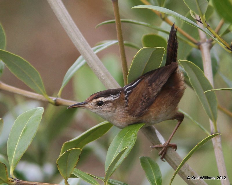 Marsh Wren, S. Padre Island, 1-23-12, Ja_2583.jpg