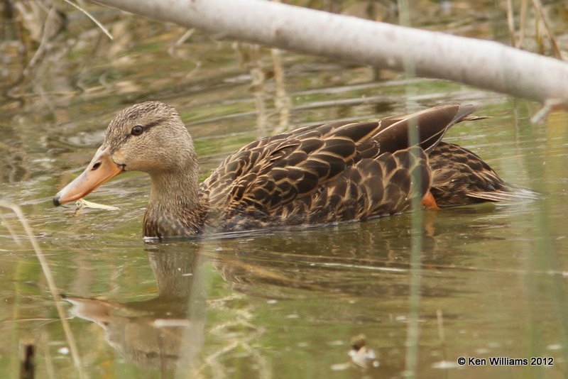 Mottled Duck female, Estero Llano Grande SP, TX, 1-19-12, Ja_0356.jpg