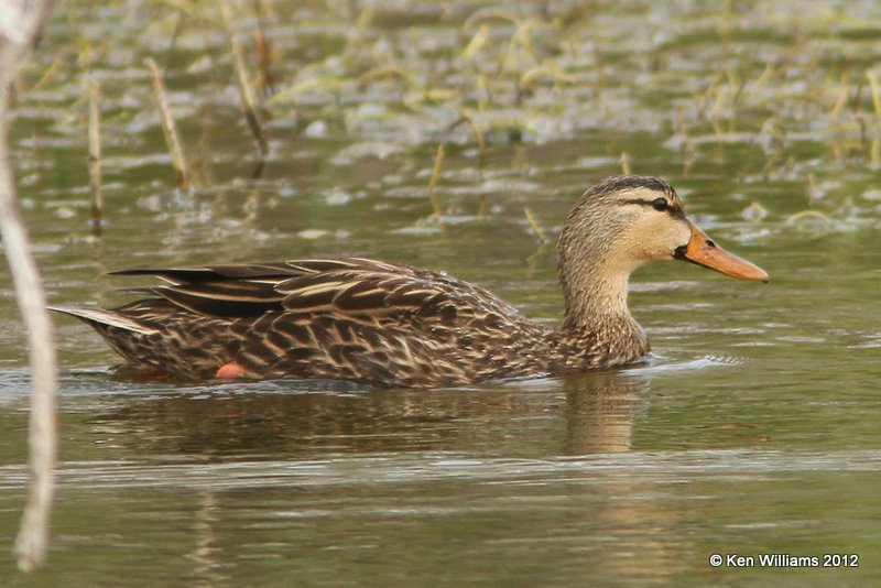 Mottled Duck female, Estero Llano Grande SP, TX, 1-19-12, Ja_0420.jpg