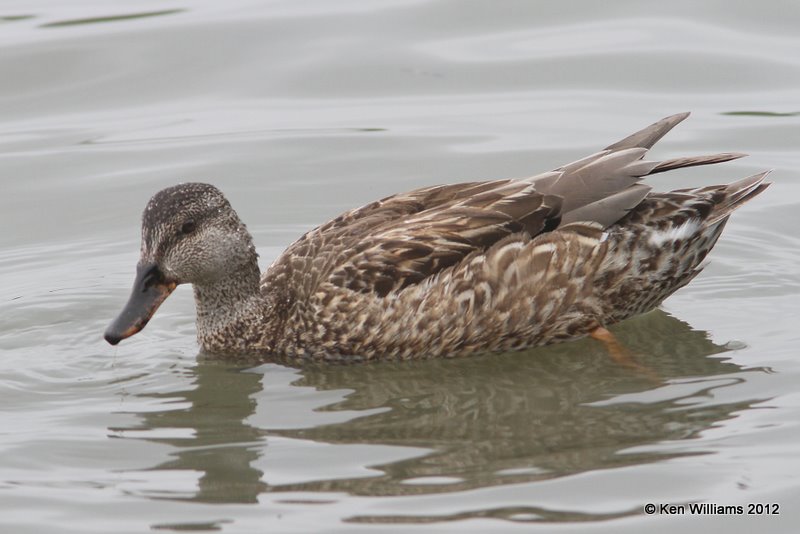 Mottled Duck female, Estero Llano Grande SP, TX, 1-21-12, Ja_1152.jpg