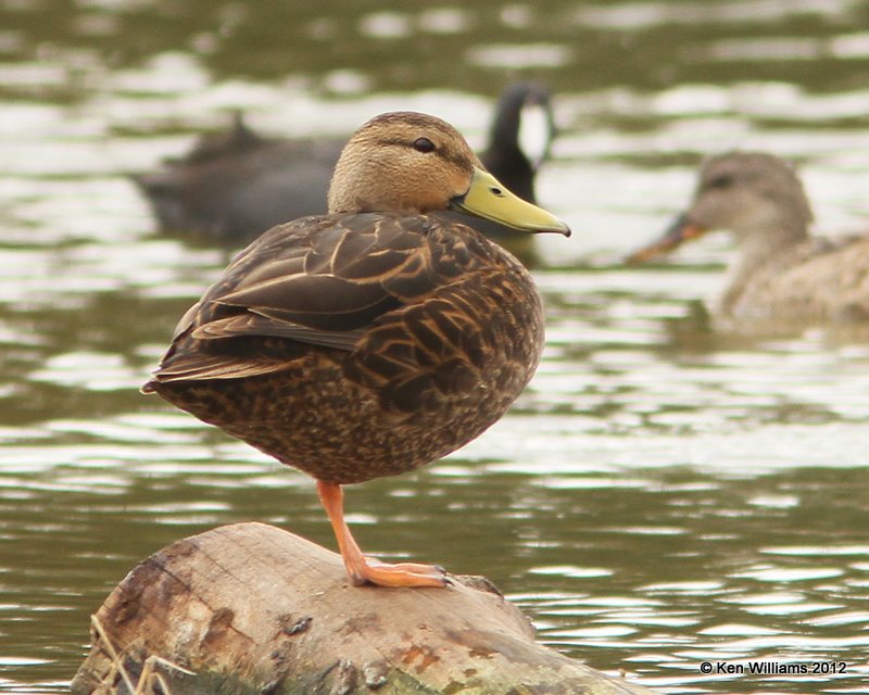 Mottled Duck male, Estero Llano Grande SP, TX, 1-19-12, Ja_0274.jpg
