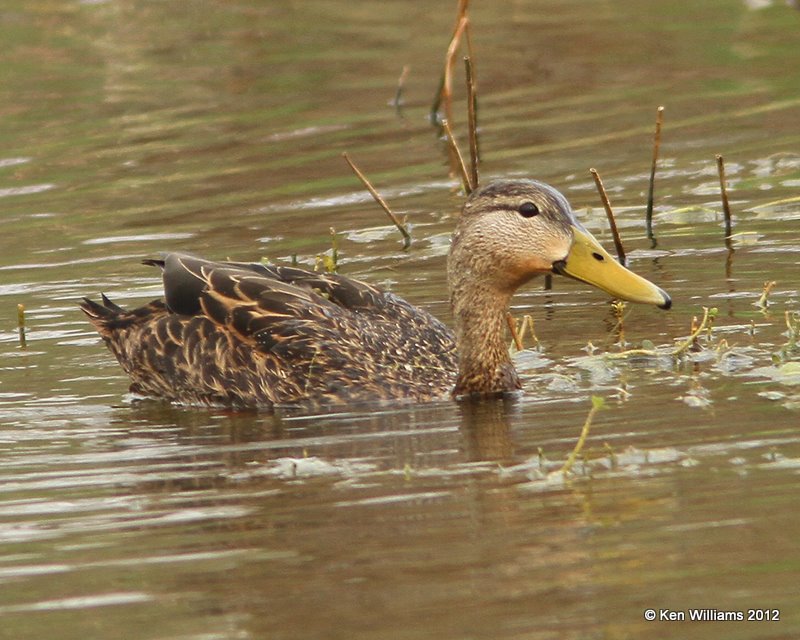 Mottled Duck male, Estero Llano Grande SP, TX, 1-19-12, Ja_0413.jpg