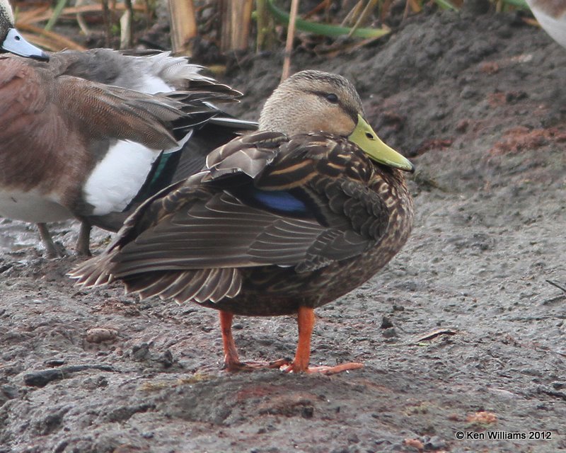 Mottled Duck male, S. Padre Island, 1-23-12, Ja_2528.jpg