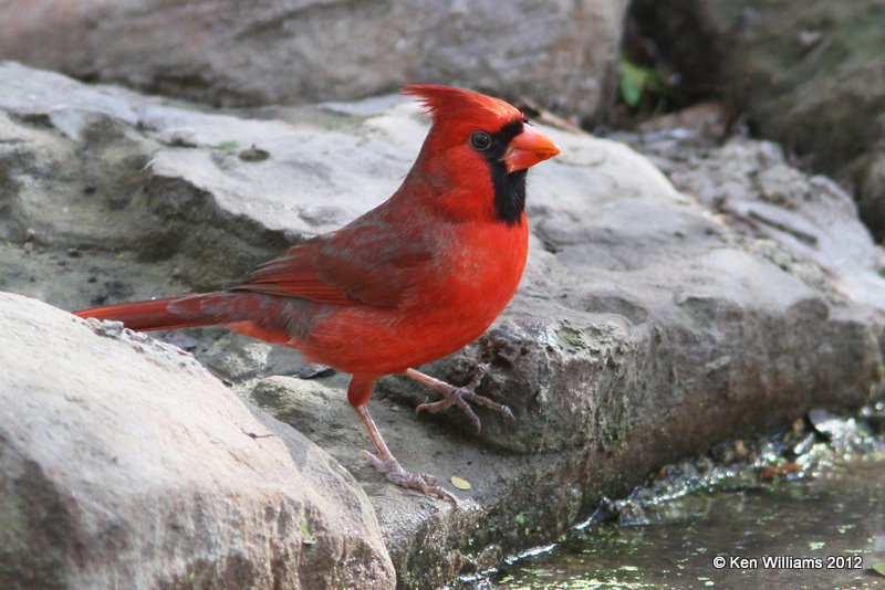 Northern Cardinal male, Bentsen State Park, TX, 1-20-12, Ja_0969.jpg