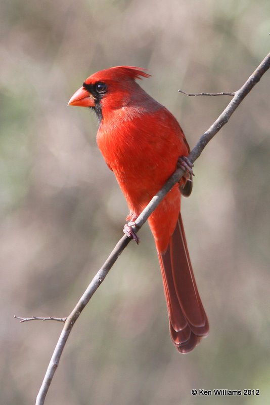 Northern Cardinal male, Bentsen State Park, TX, 1-20-12, Ja_0996.jpg