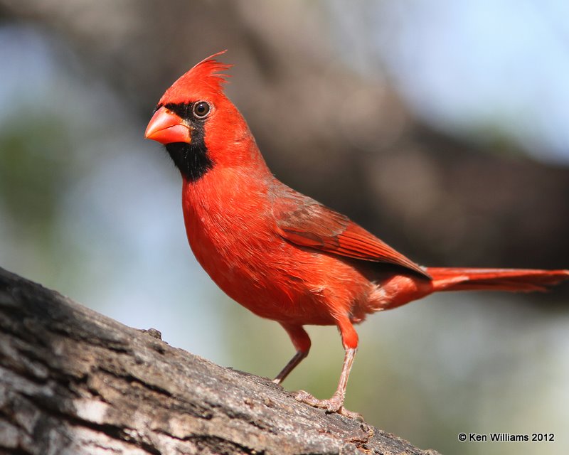 Northern Cardinal male, Salineno, TX, 1-17-12, Ja 511.jpg